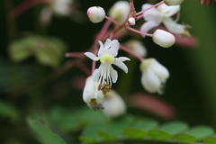 Pterolobium hexapetalum